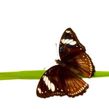 Hypolimnas Bolina On Grass Stock Image Hypolimnas Bolina On Grass Stock Image