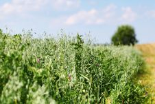 Green Field Stock Image Green Field Stock Image
