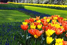 Field With Beautiful Flowers Stock Photography Field With Beautiful Flowers Stock Photography