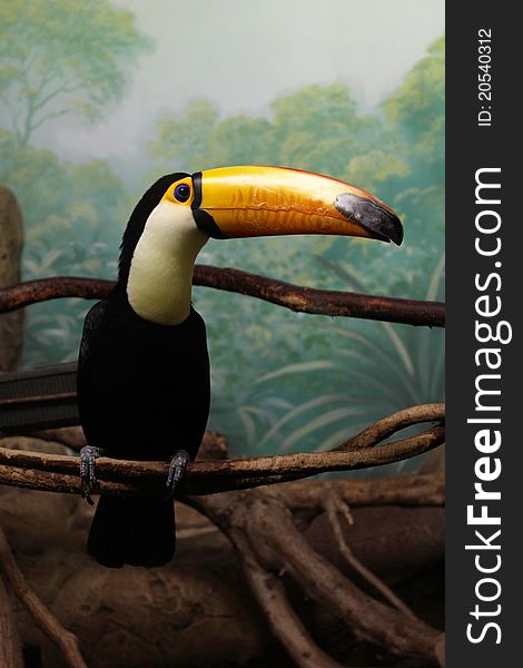 A beautiful toucan with colorful beak seats on branch. A beautiful toucan with colorful beak seats on branch