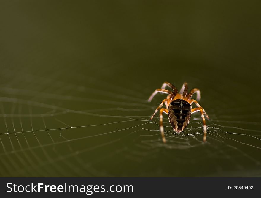 Spotlight on spider with green background.