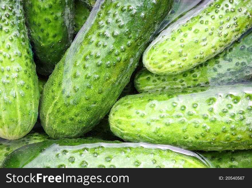 Some fresh cucumbers in the water close up. Some fresh cucumbers in the water close up