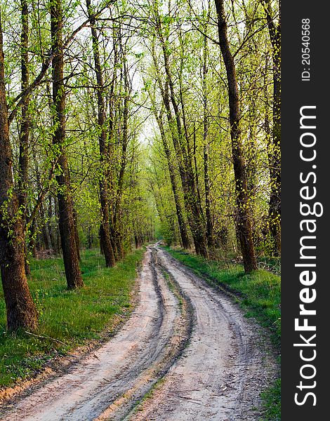 Not asphalted road passing through growing trees (spring season). Not asphalted road passing through growing trees (spring season)