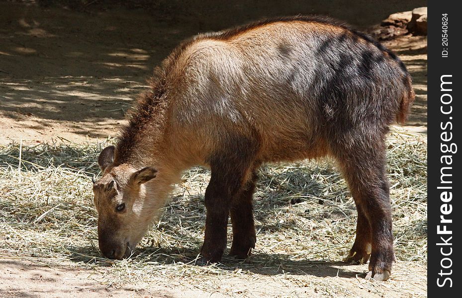 Young Takin Standing In Profile Feeding