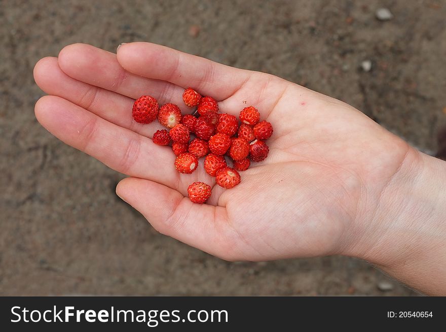 A handful of wild strawberries in the summer