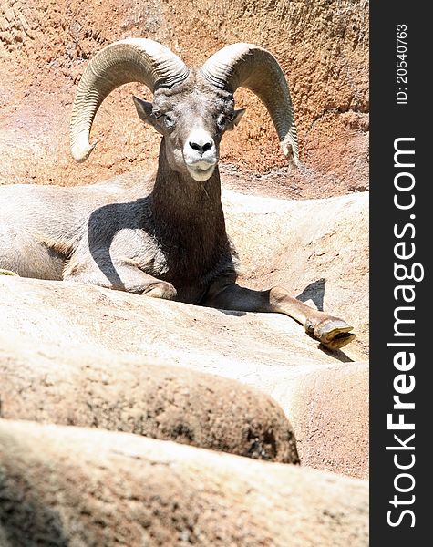 Majestic Desert Bighorn Sheep Ram Posing. Majestic Desert Bighorn Sheep Ram Posing