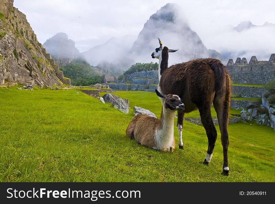 Machu Pichu