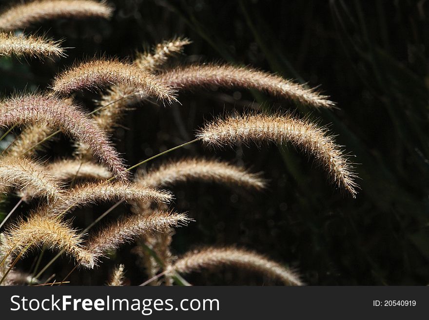 Close Up Detail Of Long Grass Seed Heads Against Black Background