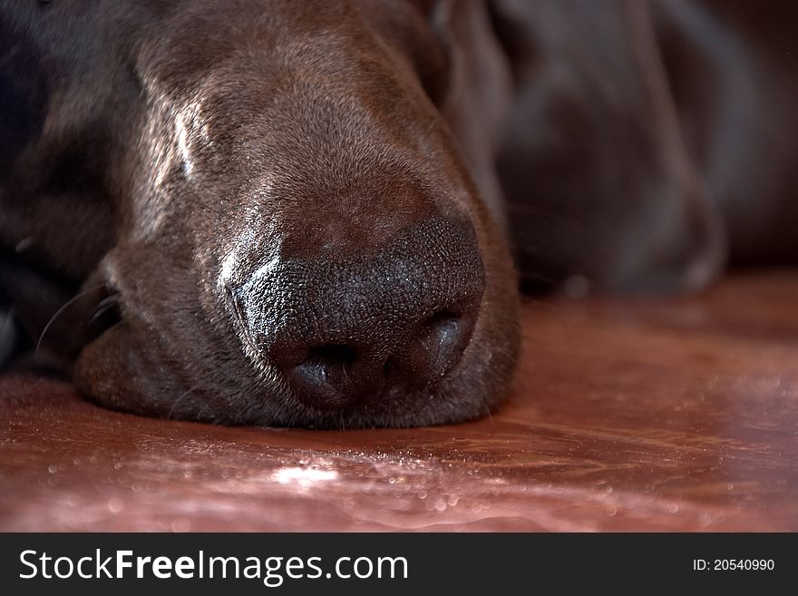 Dog’s nose closeup on brown wooden floor