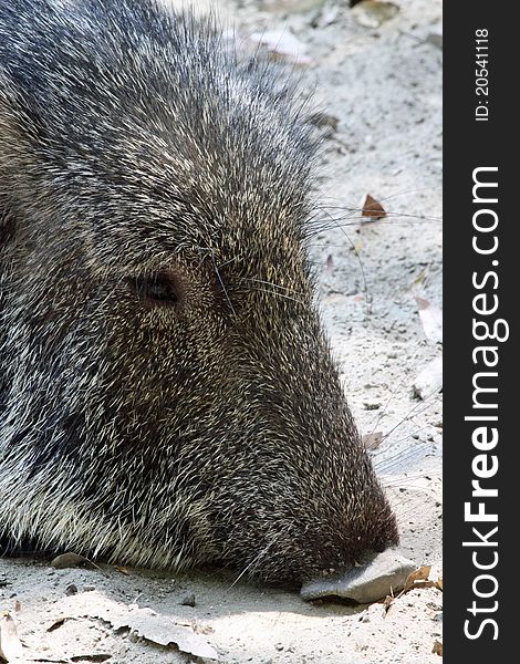 Close Up Detail Of Peccary Head Laying In Sand