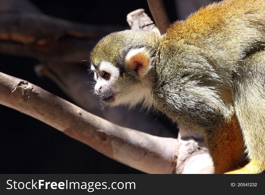 Close Up Of Young Squirrel Monkey In Tree