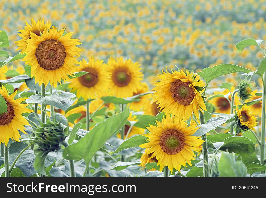 Field of sunflowers