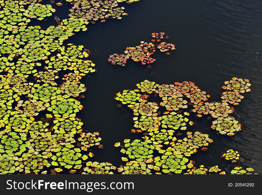Water plants leaves on the dark river's surface. Water plants leaves on the dark river's surface.