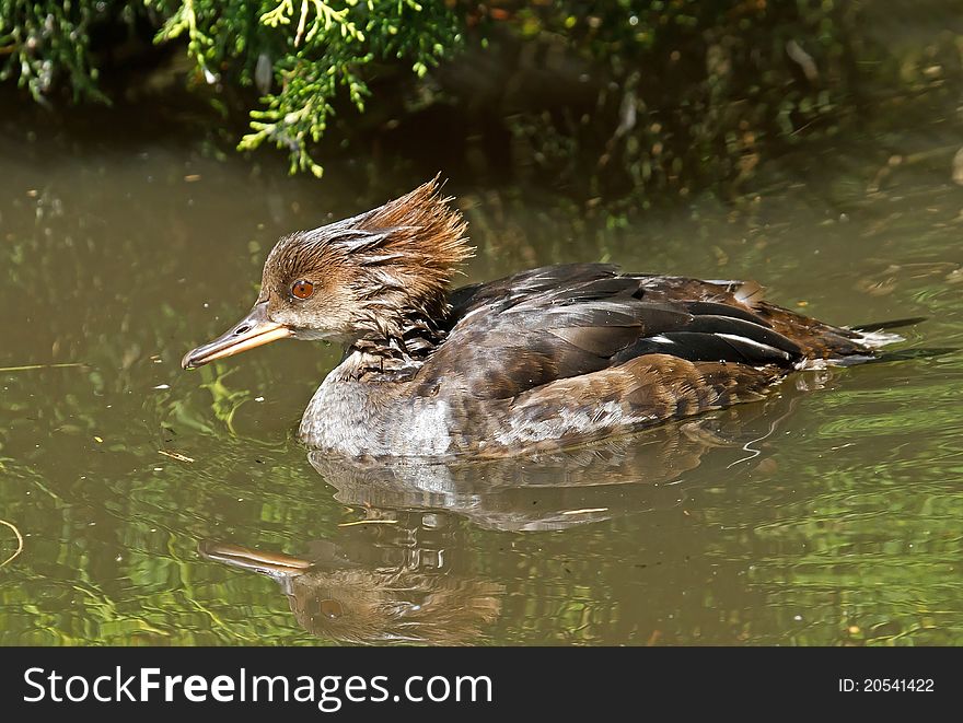 Female Merganser