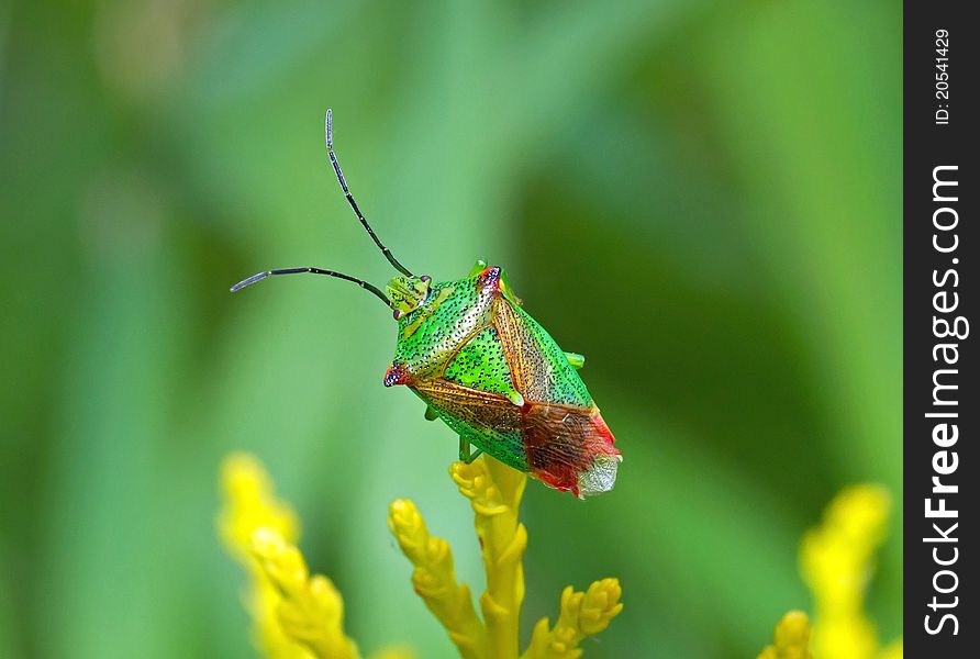 Shield Bug