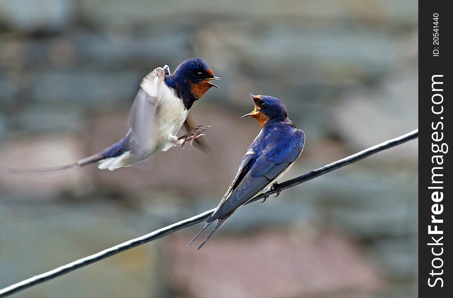 Pair Of Swallows