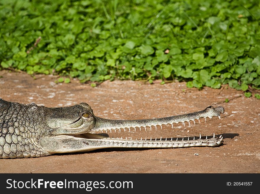 Head of crocodile (Indian gavial) with open mouth. Head of crocodile (Indian gavial) with open mouth