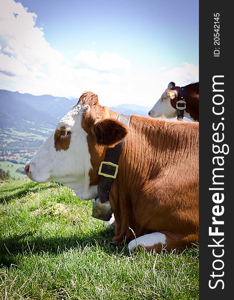 Cow in the alps with a bell