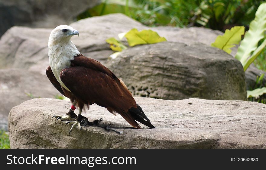 A Captive Bald Eagle perches on a rock