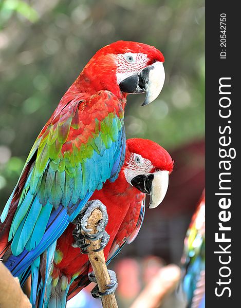 A pair of macaw with vivid color in red and blue. shown as beautiful life on earth environment, and love or friend relationship.