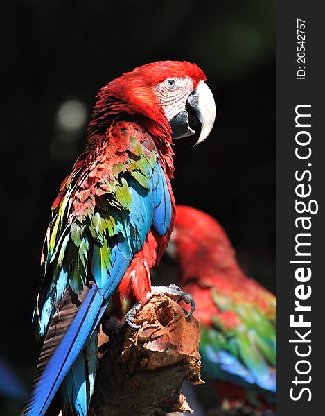 Portrait of macaw with vivid color in red and blue. shown as beautiful life on earth environment. Portrait of macaw with vivid color in red and blue. shown as beautiful life on earth environment.