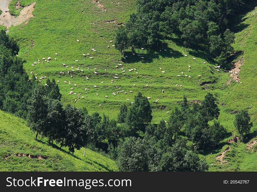 Sheep in grassland in great mountain