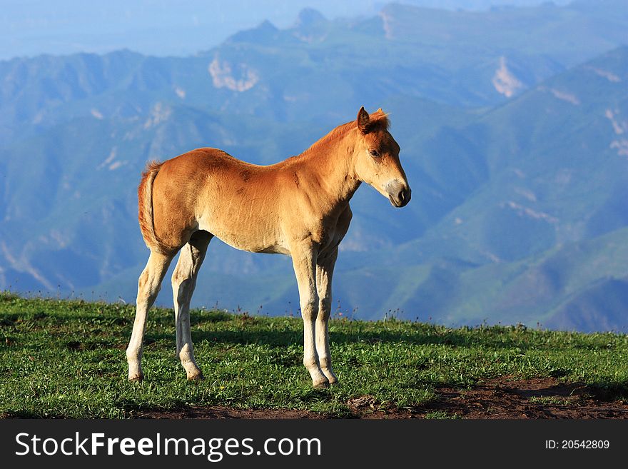 A horse is standing in the grassland