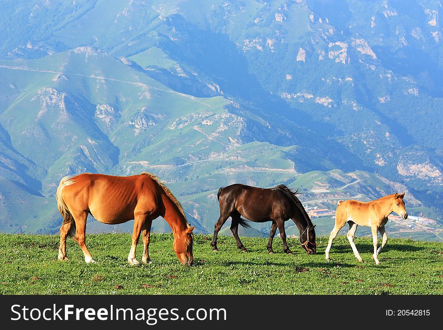 horses are standing and eating in the grassland
