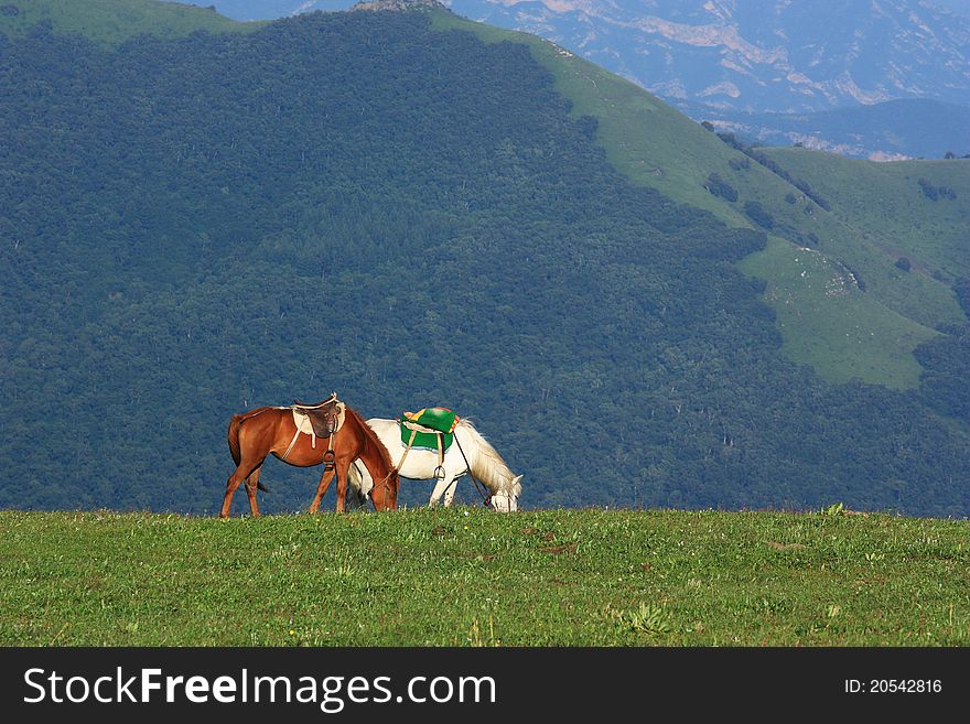 Two horses are standing and eating in the grassland