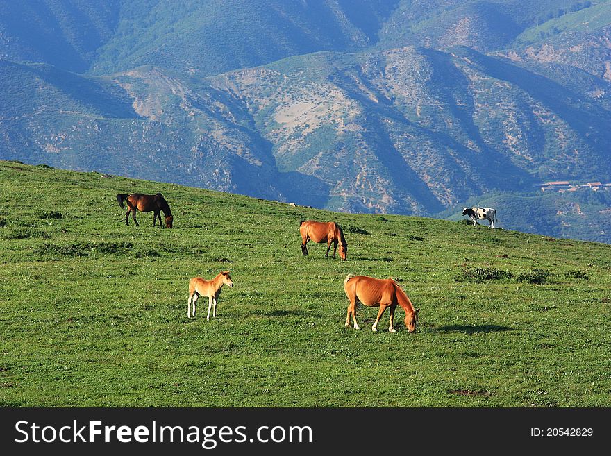 Horses are standing and eating in the grassland