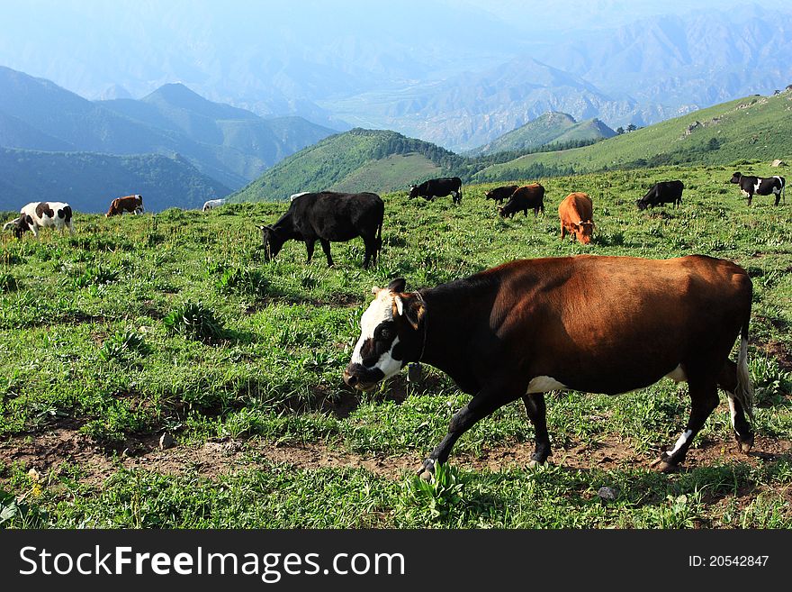 cows are standing in the grassland. cows are standing in the grassland