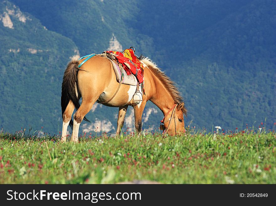 A brown horse is standing in the grassland. A brown horse is standing in the grassland