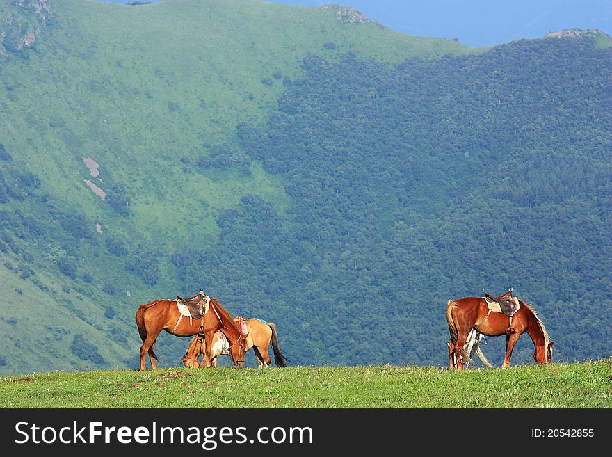 Horses  are standing and eating in the grassland