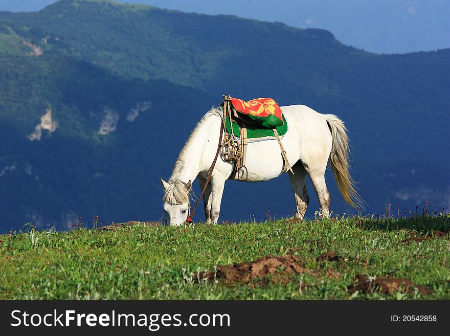 A white horse is standing in the grassland. A white horse is standing in the grassland