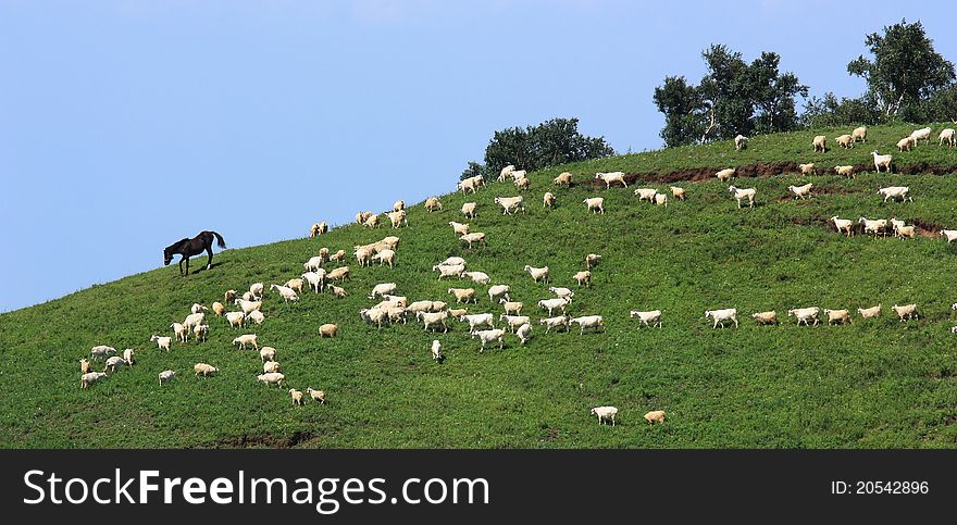 Sheep in grassland