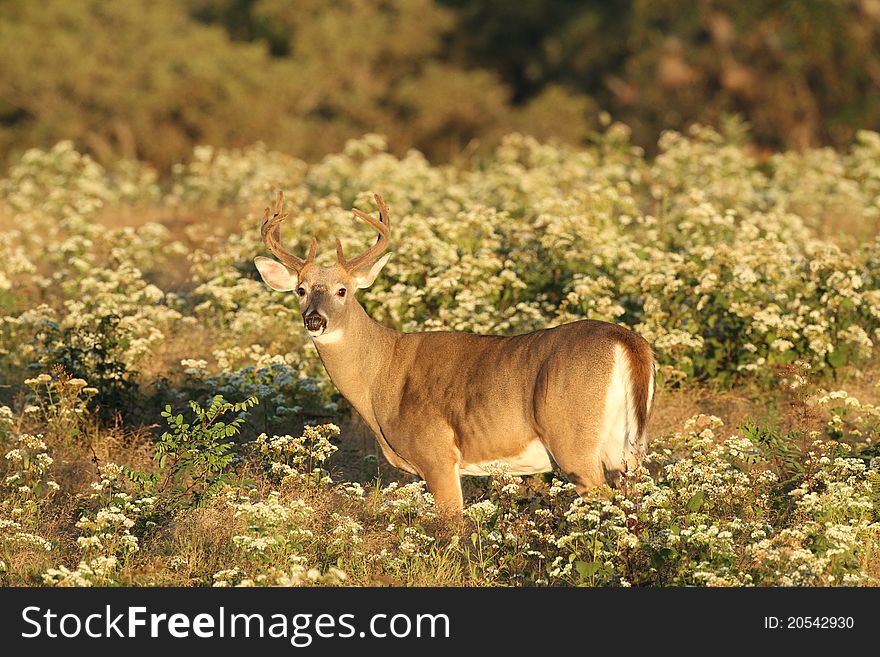 Ten point Whitetail Deer Buck with velvet antlers in summer meadow. Ten point Whitetail Deer Buck with velvet antlers in summer meadow.