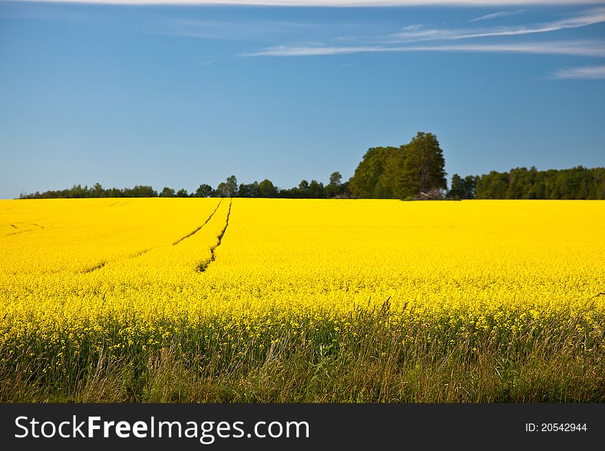 Bright yellow crops of plant. Bright yellow crops of plant