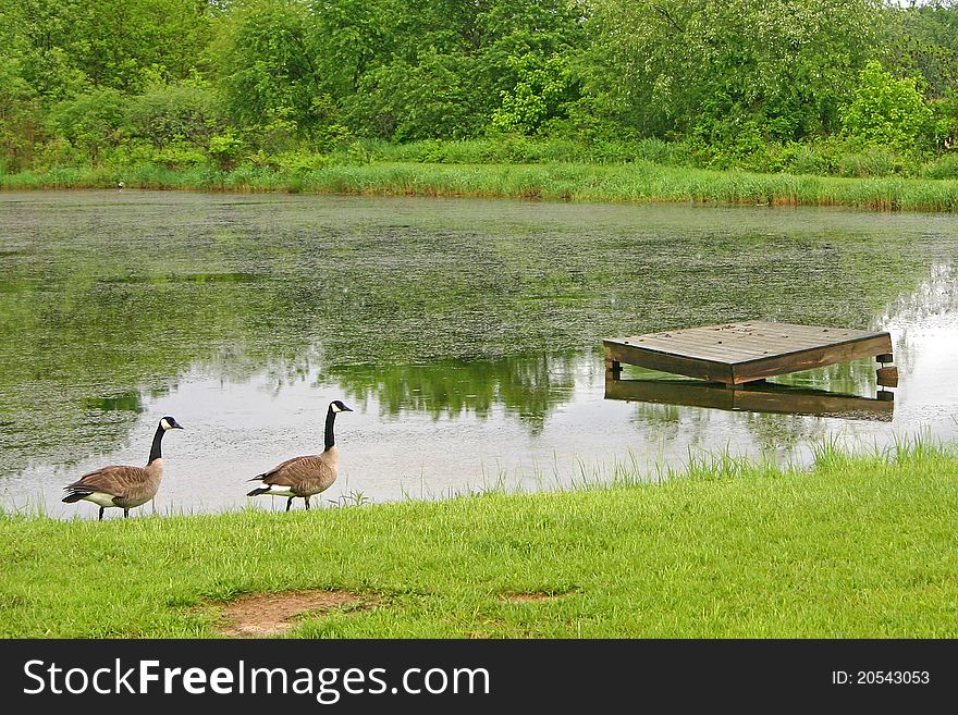 A pair of Canada Geese ambling toward a dock in a pond. A pair of Canada Geese ambling toward a dock in a pond