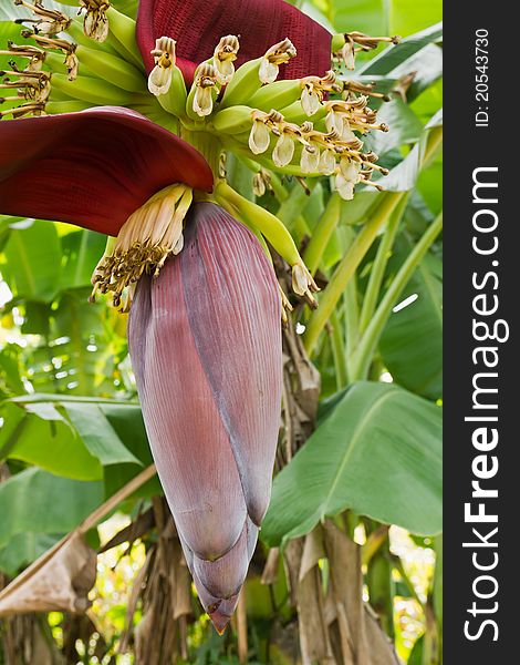 Banana blossom and bunch on tree in Thailand