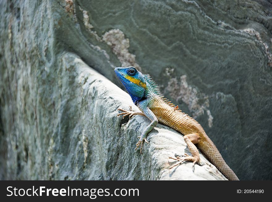 Common Garden Lizard On Rock