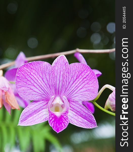 Beautiful purple orchid on green leaf background.