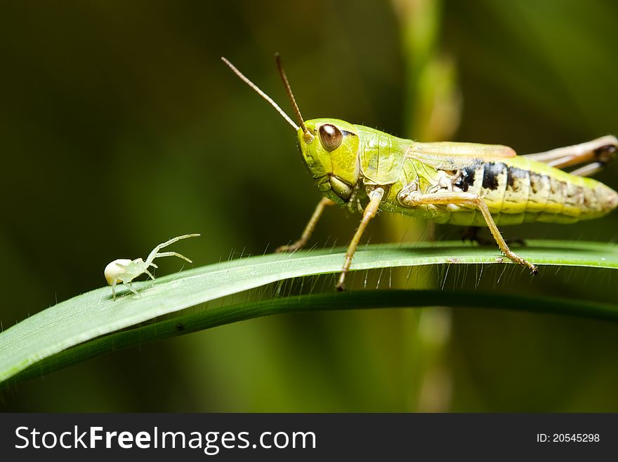 Grasshopper and a small spider on the grass. Grasshopper and a small spider on the grass