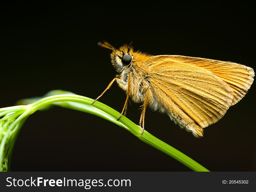 Macro shoot of butterfly sitting on the grass