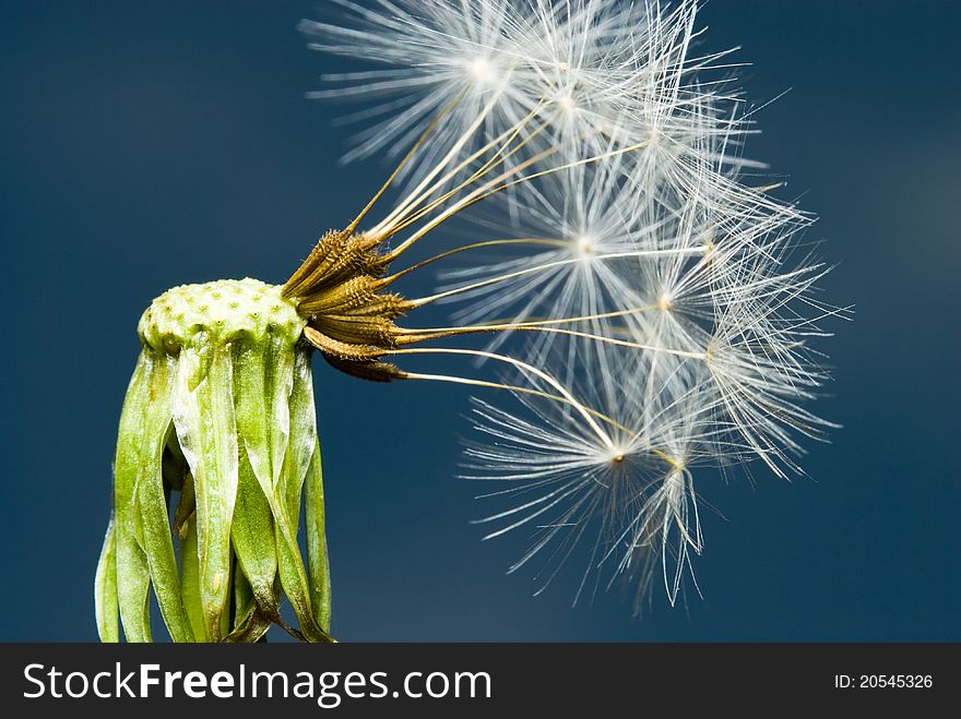 Macro shoot of dandelion plant with seeds