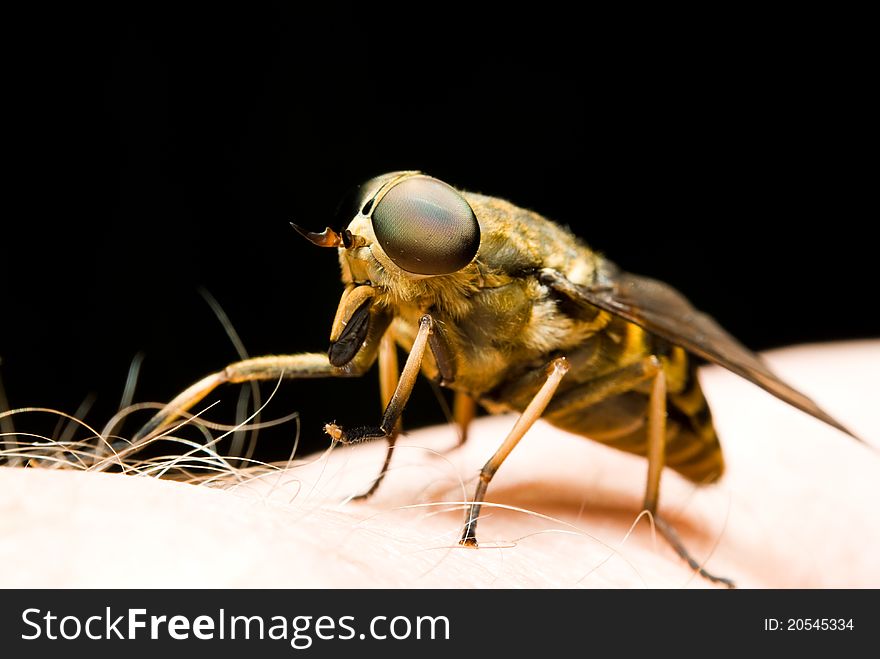 Close up of horse-fly sitting on skin