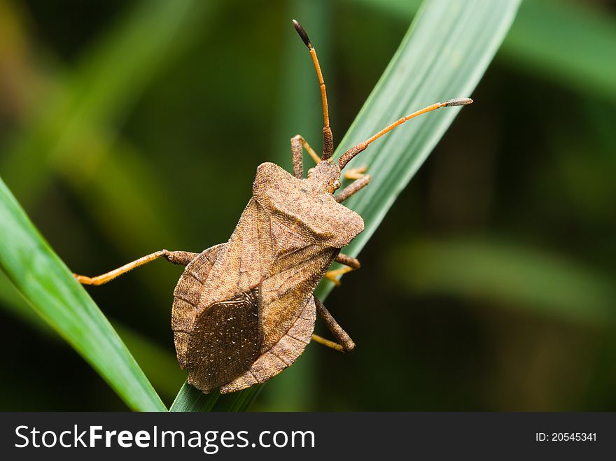 Close up of bug sitting on grass