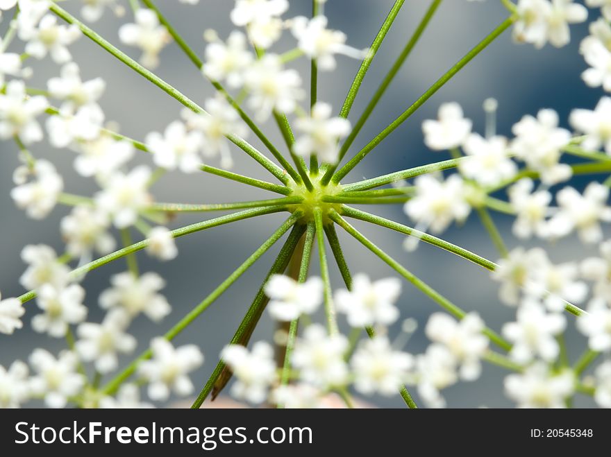 Branchy plant with blossoms, focus on stem