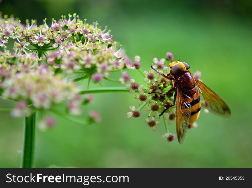 Close up of a fly looking like wasp. Close up of a fly looking like wasp