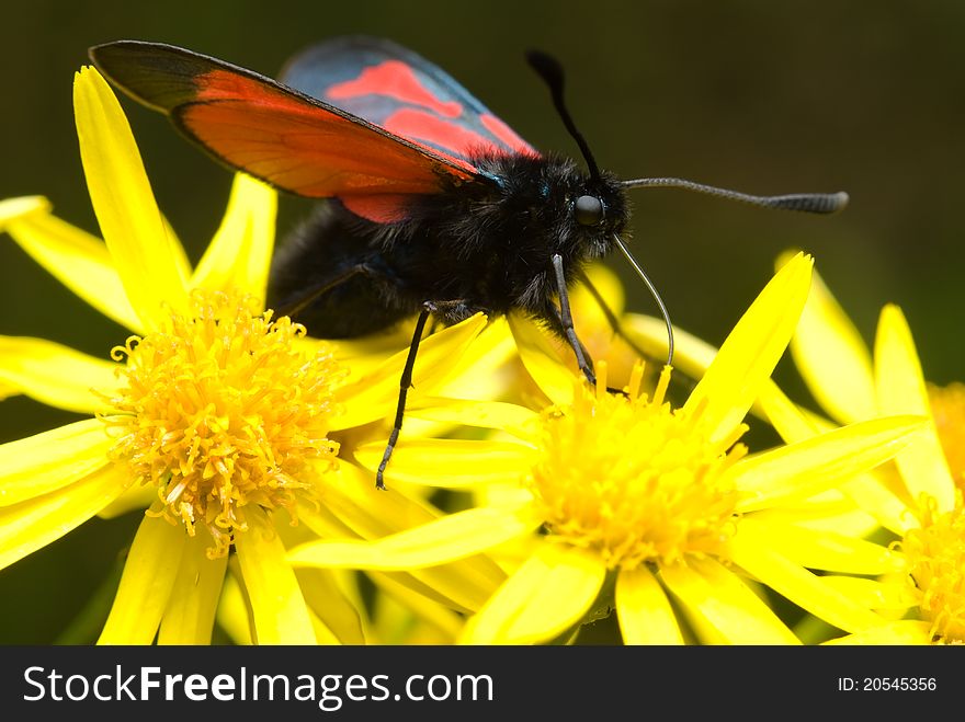 Butterfly sitting on flower and collecting nectar