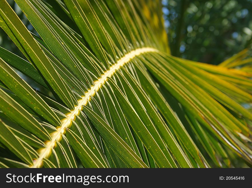 A detail of a palm. A detail of a palm